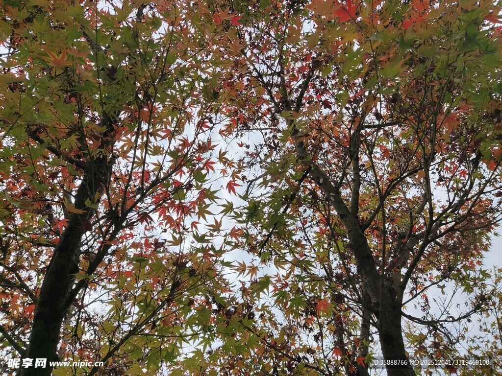 秋日树林斑斓树冠景象