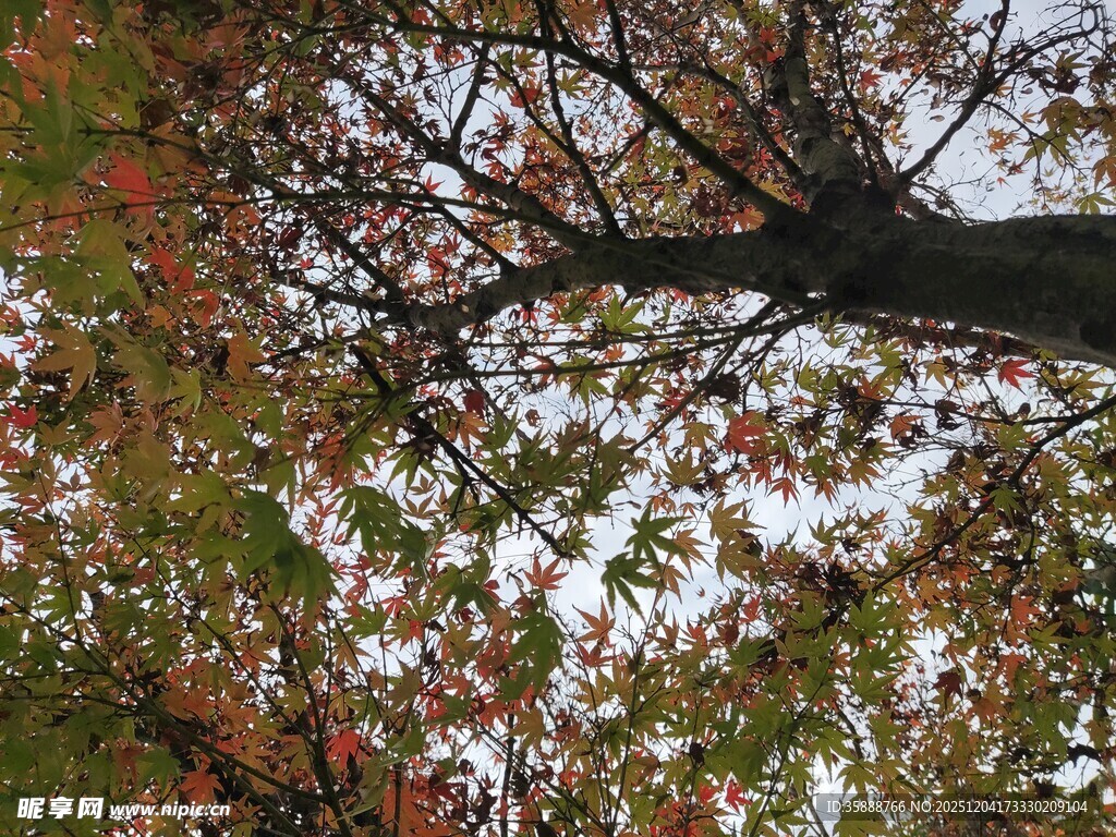 仰视秋日斑斓树枝景象