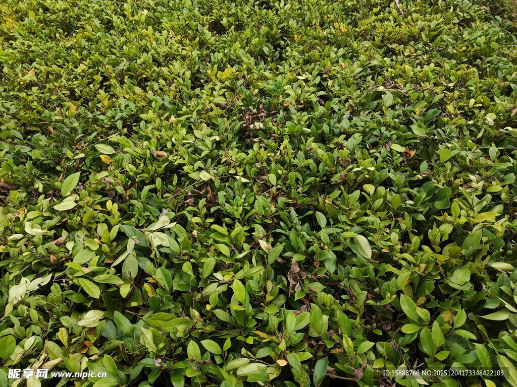翠绿繁茂的植物景观