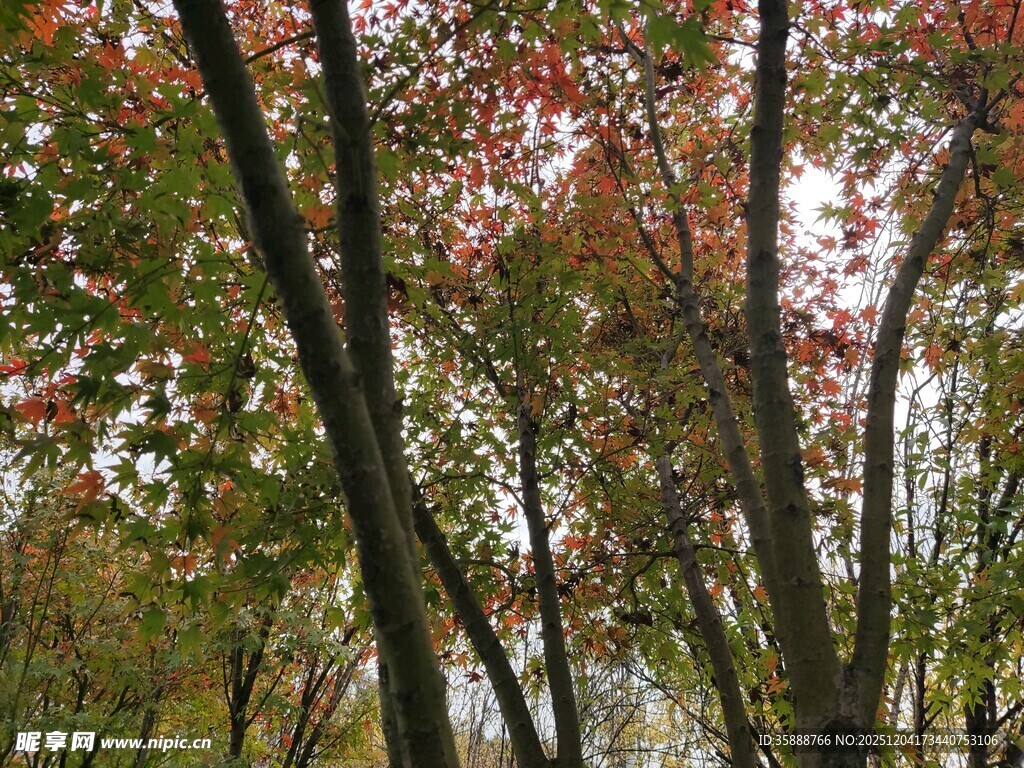 秋日树林斑斓红叶景观