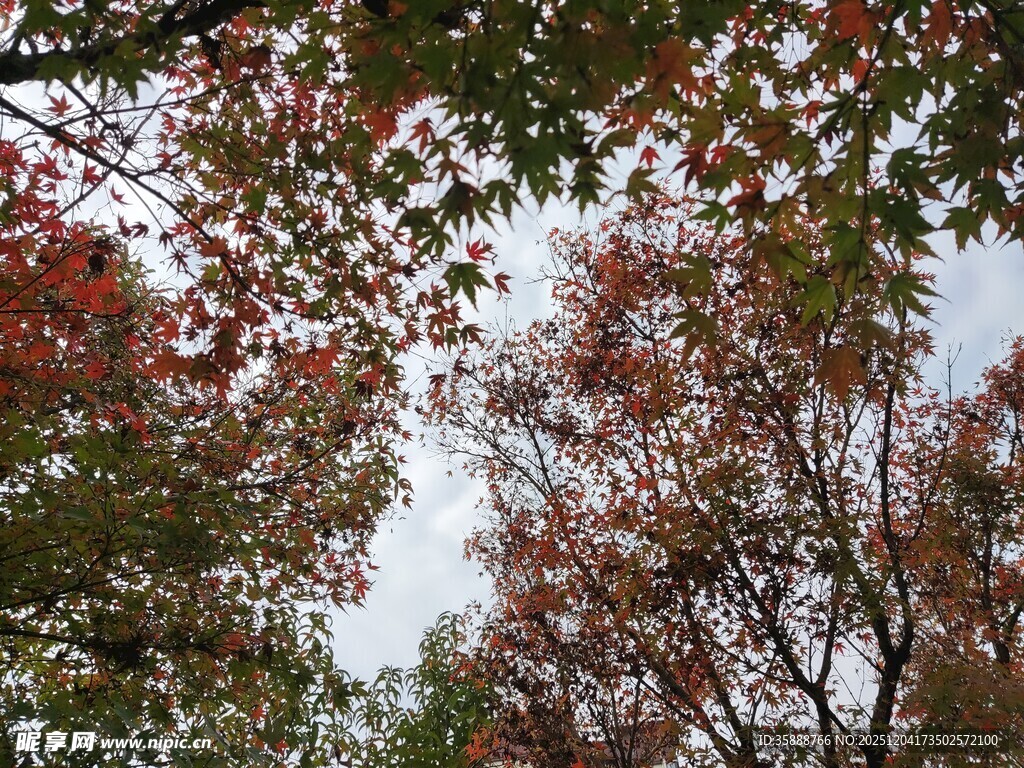 秋日斑斓树梢景致