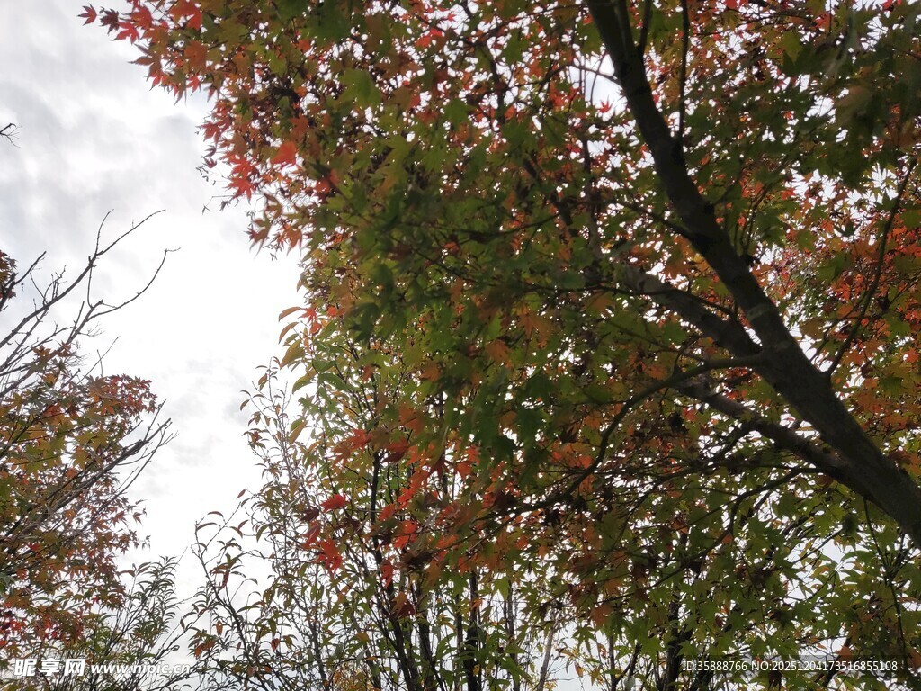 秋日树梢的斑斓色彩