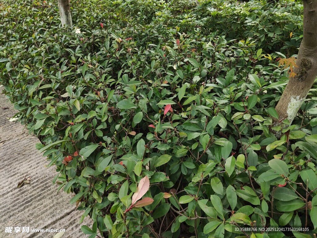 小径旁繁茂的绿植景观