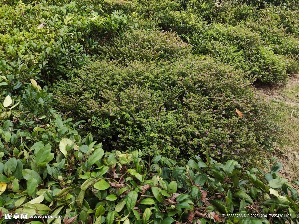 绿意盎然的繁茂植物景观