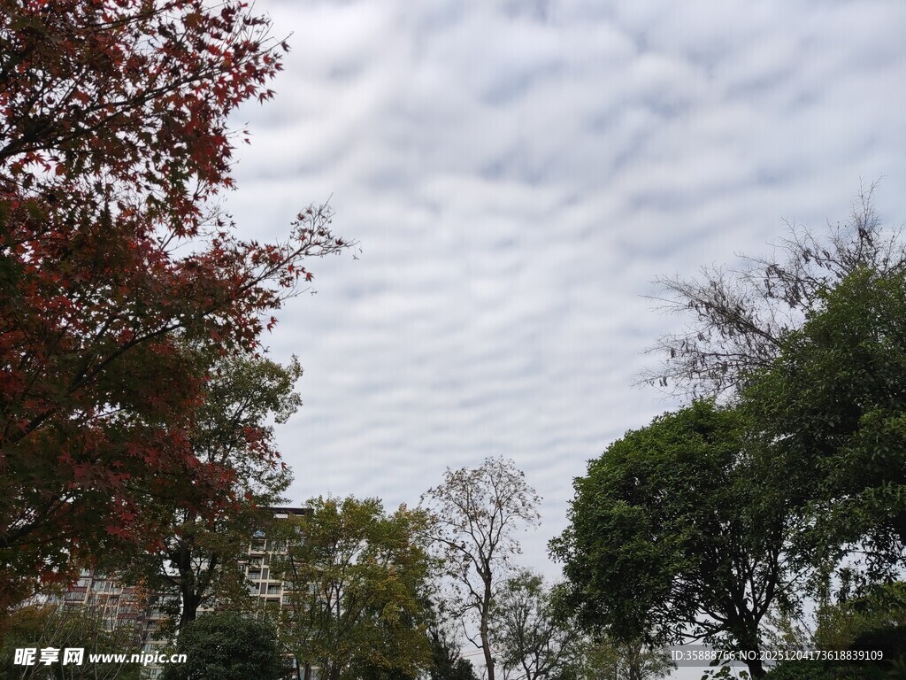 秋日树林天空景致