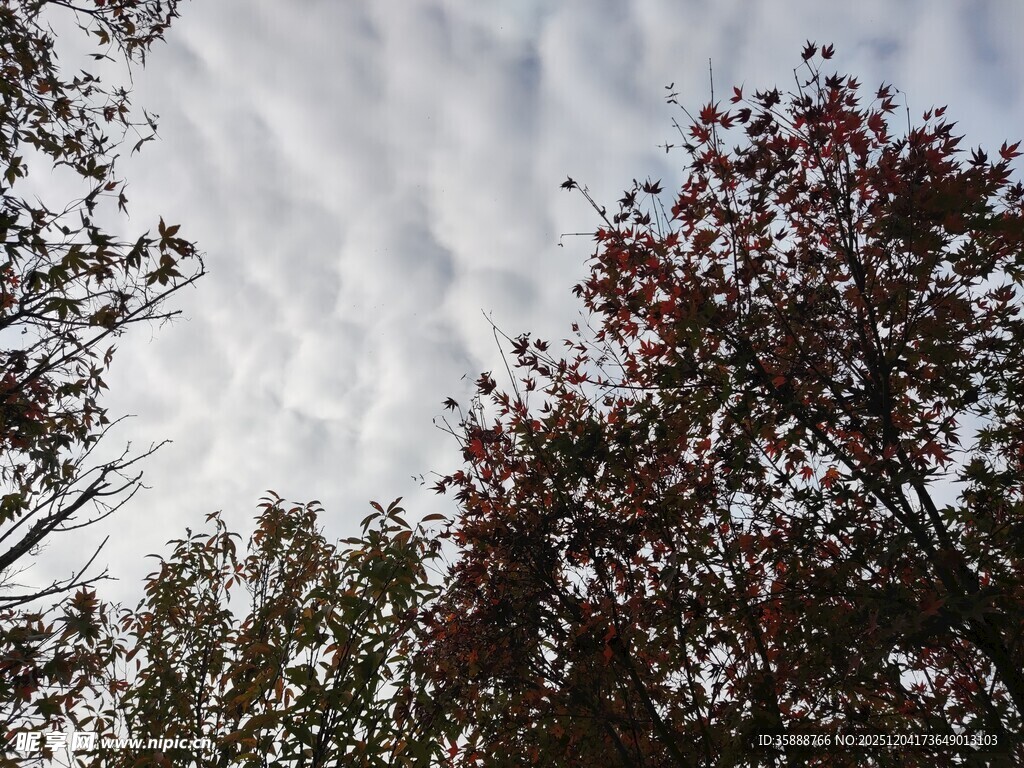 秋日树梢与天空景致