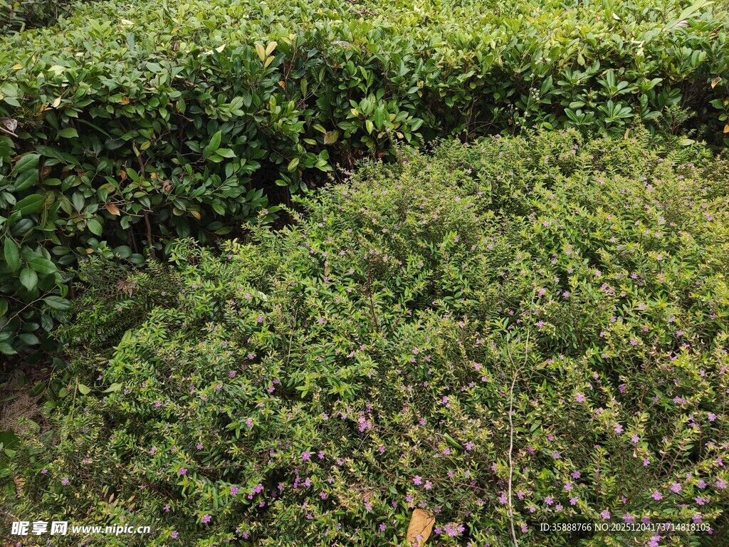 绿意盎然的灌木丛景观