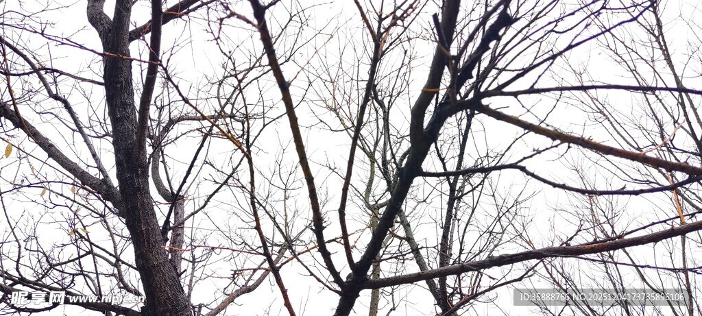 冬日枯树景象