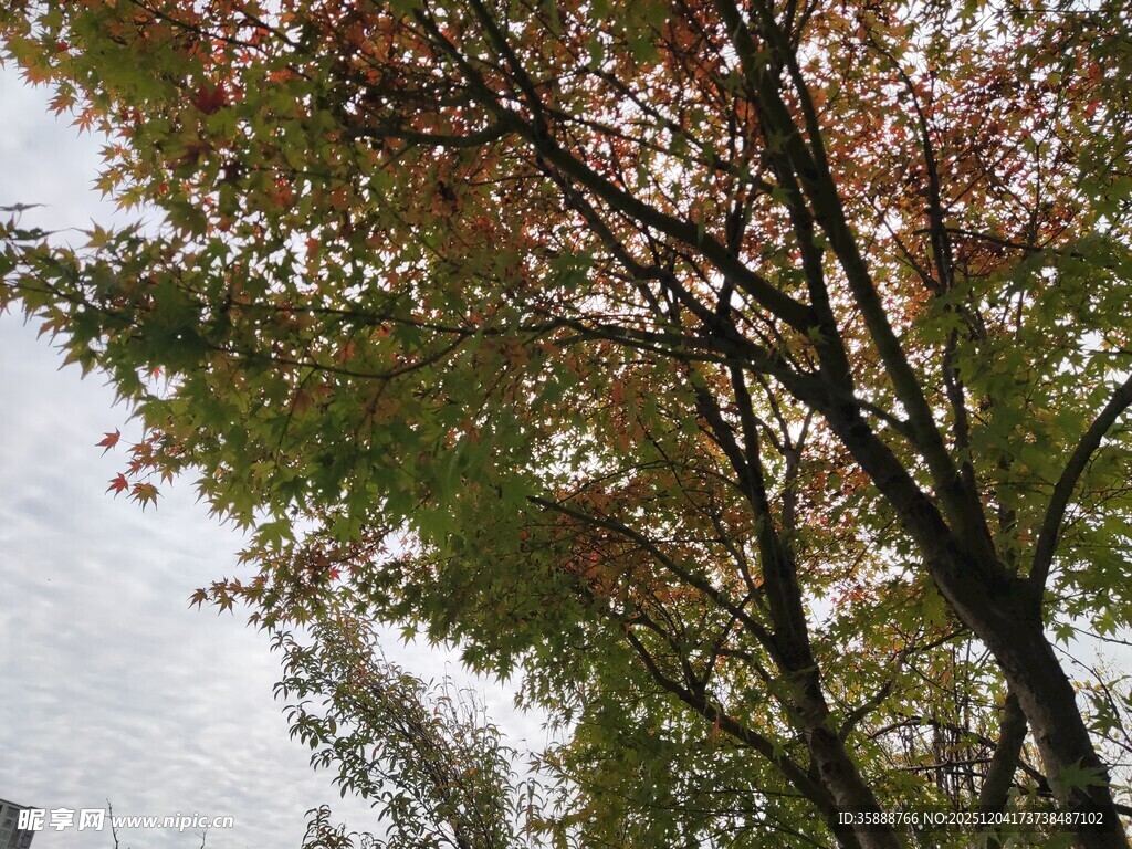 秋日多彩树木景致