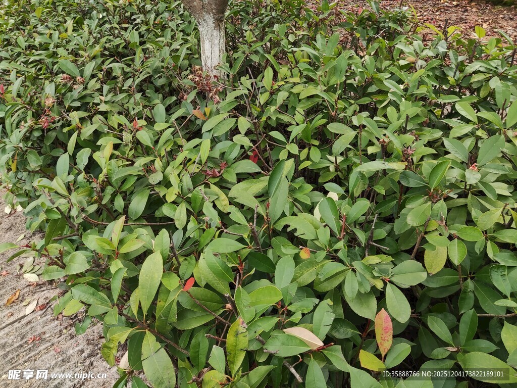 绿叶植物密集生长景象