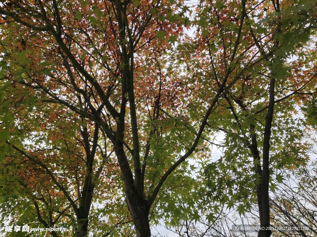 秋日斑斓树梢景致