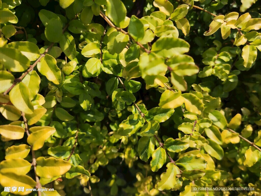 阳光下的翠绿植物