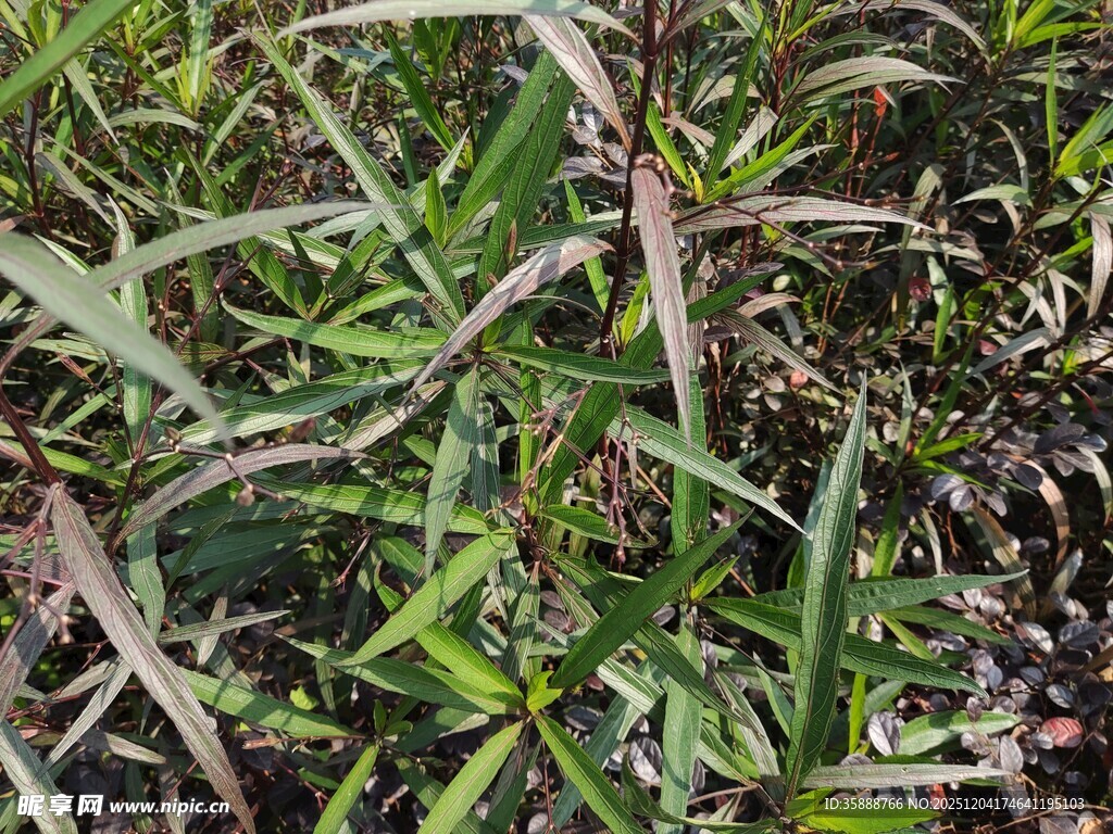 茂密丛生的绿色野草