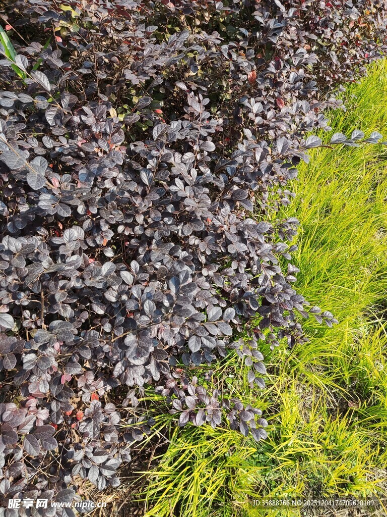 苔藓与枯叶的自然景致