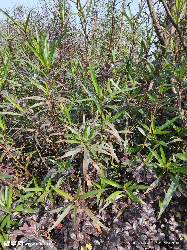 野外生长的绿色植物