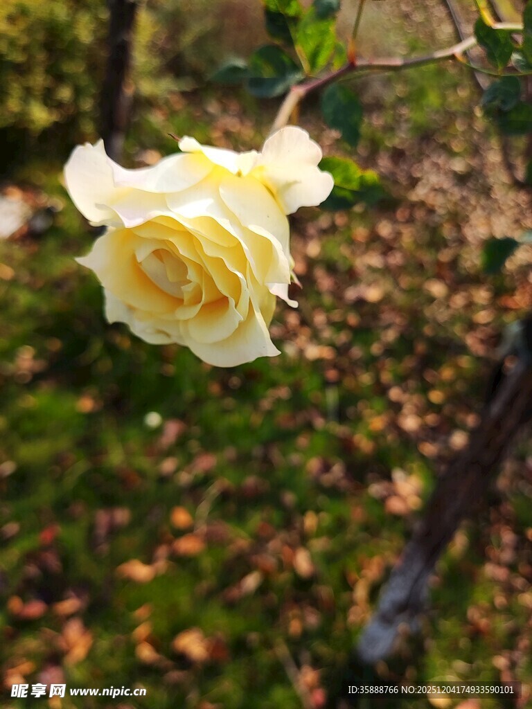 黄玫瑰绽放于自然间