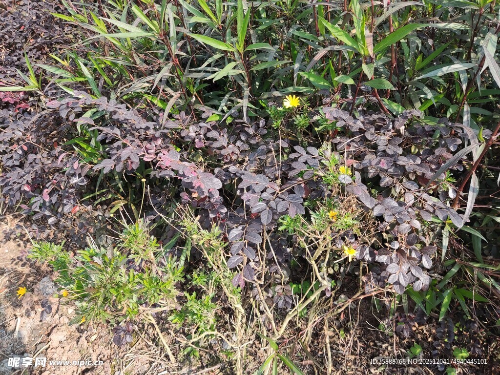 野外繁茂的紫色植物景观