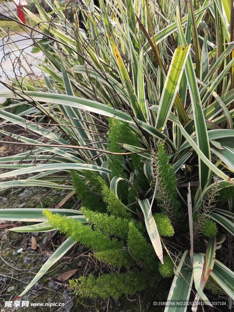 金边麦冬植物景观