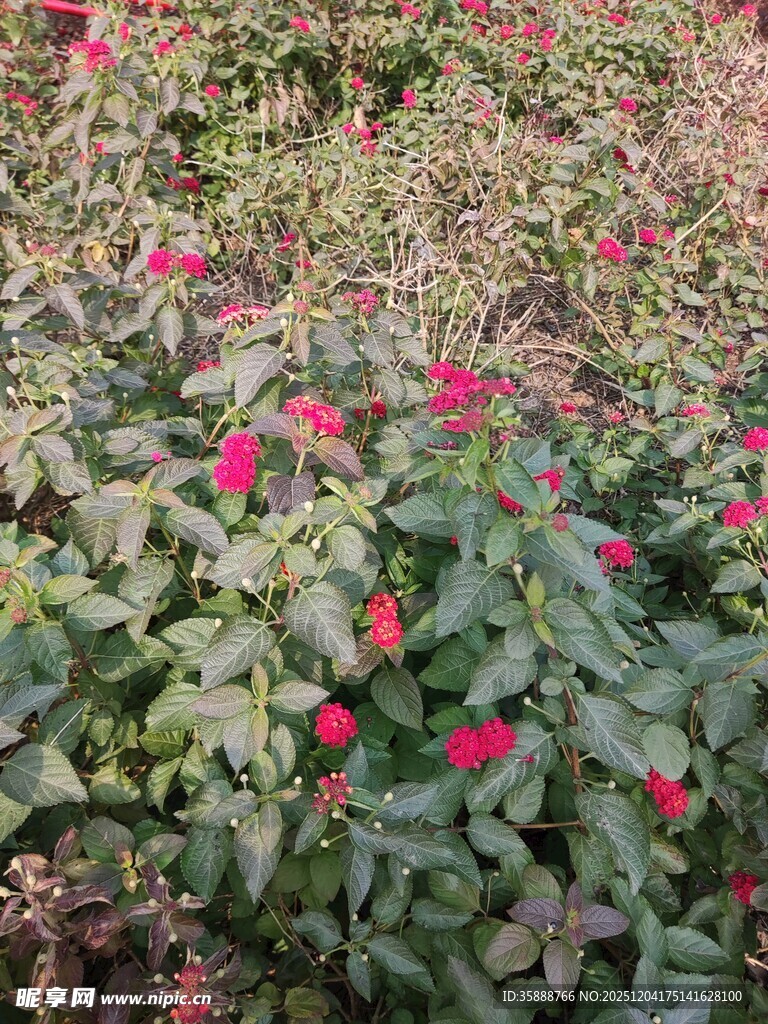 绿叶丛中绽放的艳丽花朵