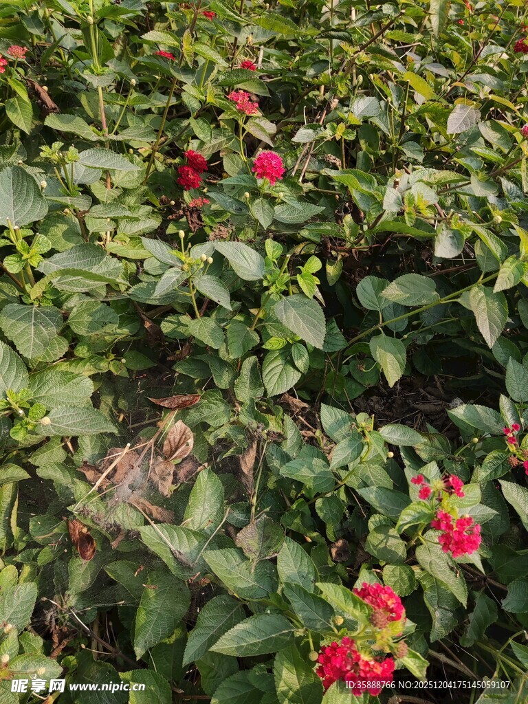 绿叶丛中绽放的艳丽红花