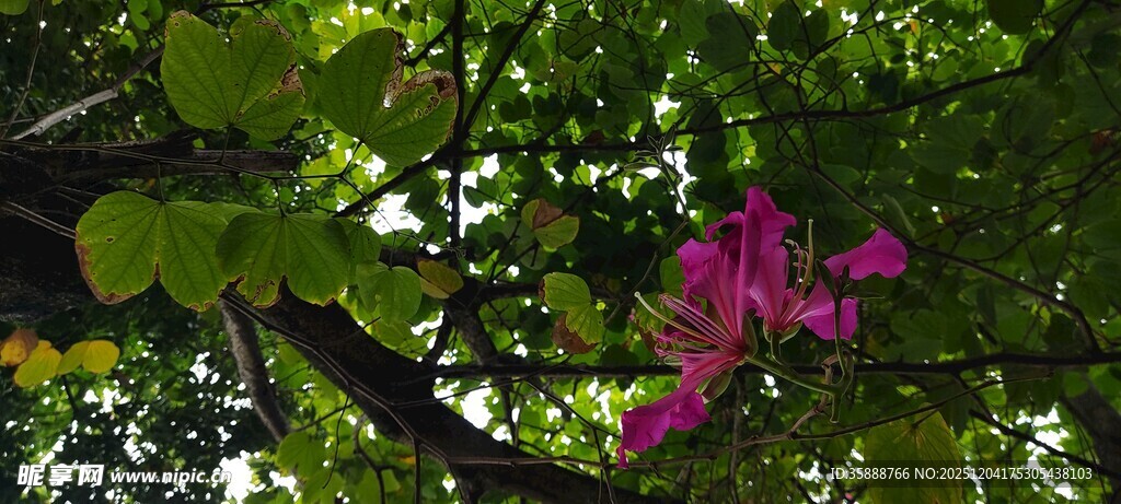 绿叶间绽放的娇艳紫花