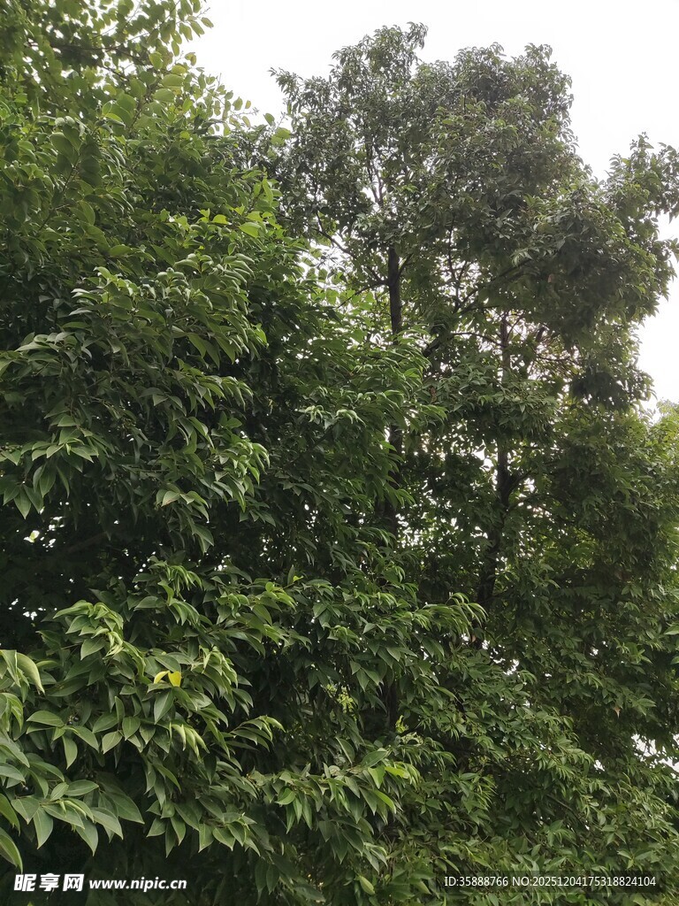 茂密丛林绿意盎然