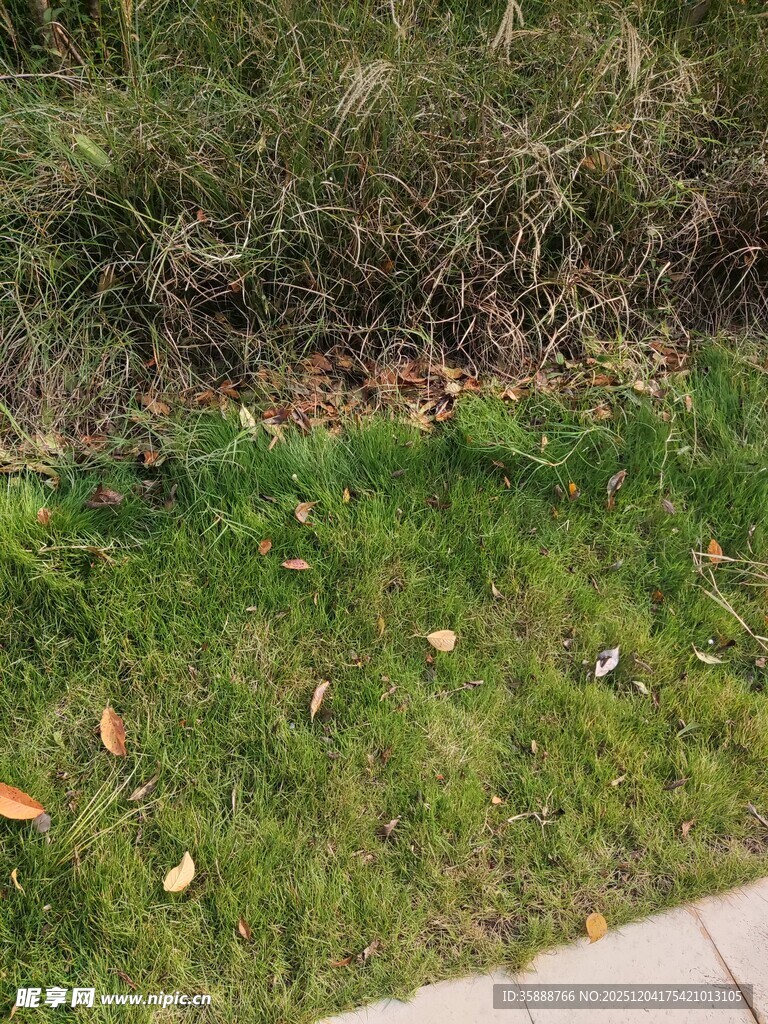 路边草地散落的枯叶