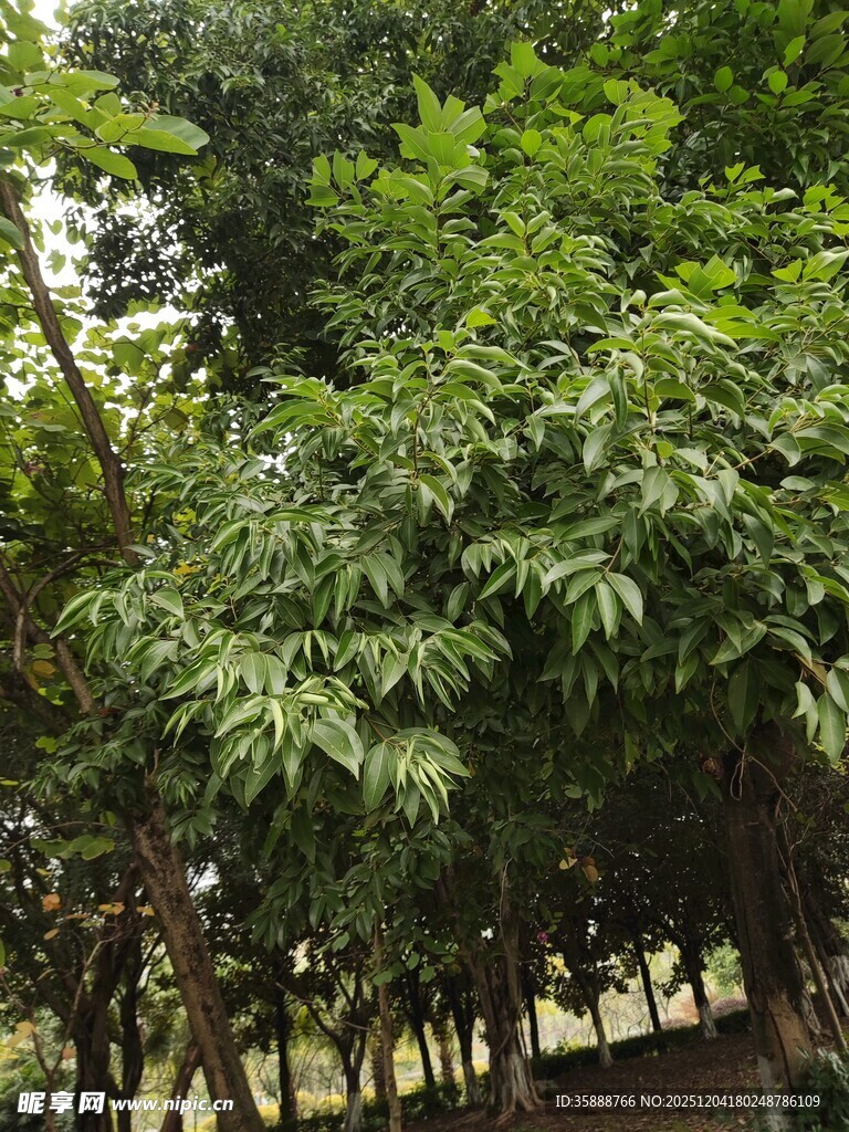 繁茂绿植的自然景致