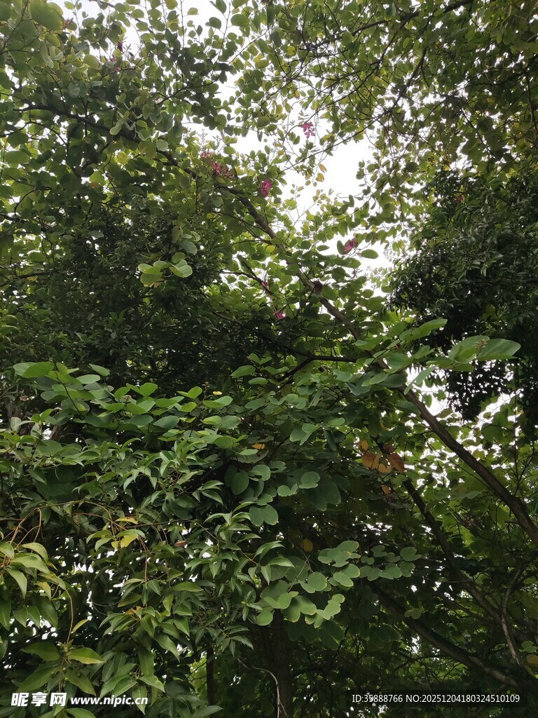 茂密绿意盎然的繁茂树林