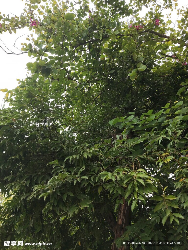 繁茂绿树展现自然生机