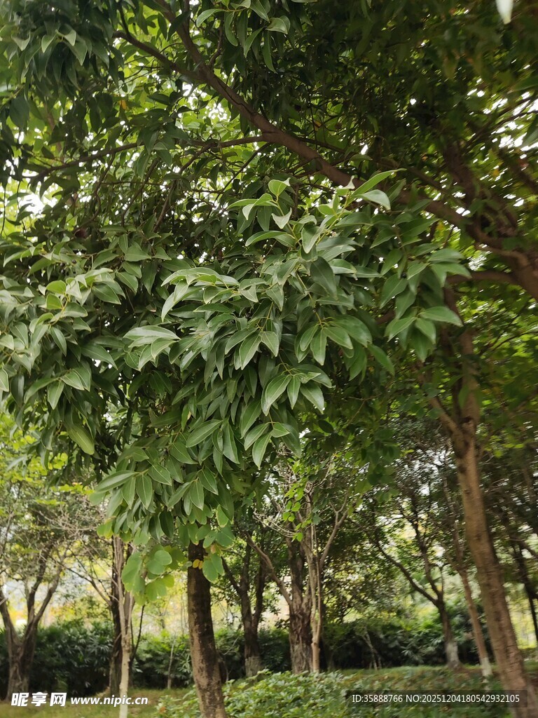 绿意盎然的树林景观