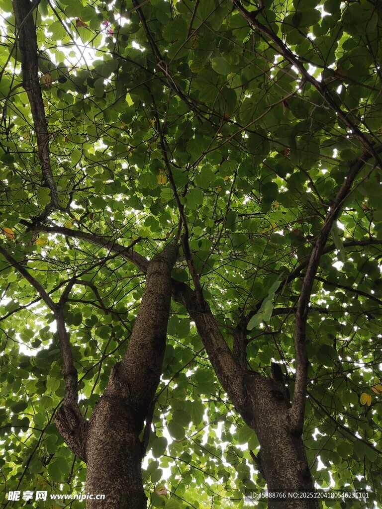 仰视葱郁树木树冠