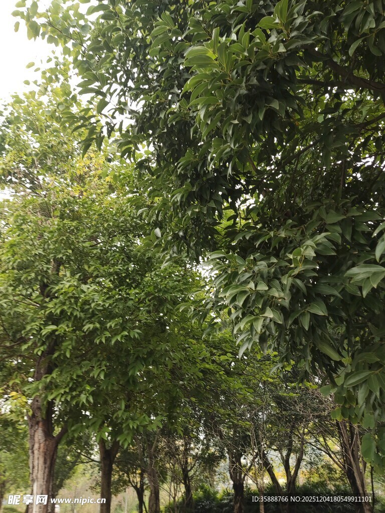 绿树成荫的静谧树林