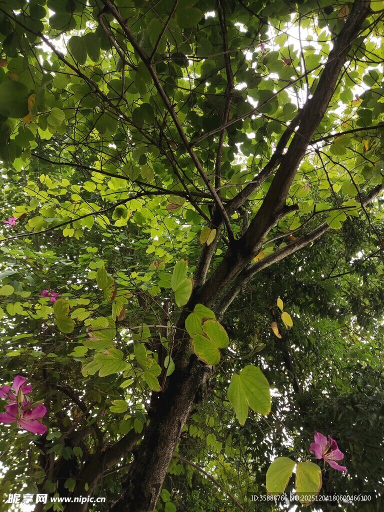 繁茂绿树间的缤纷景致