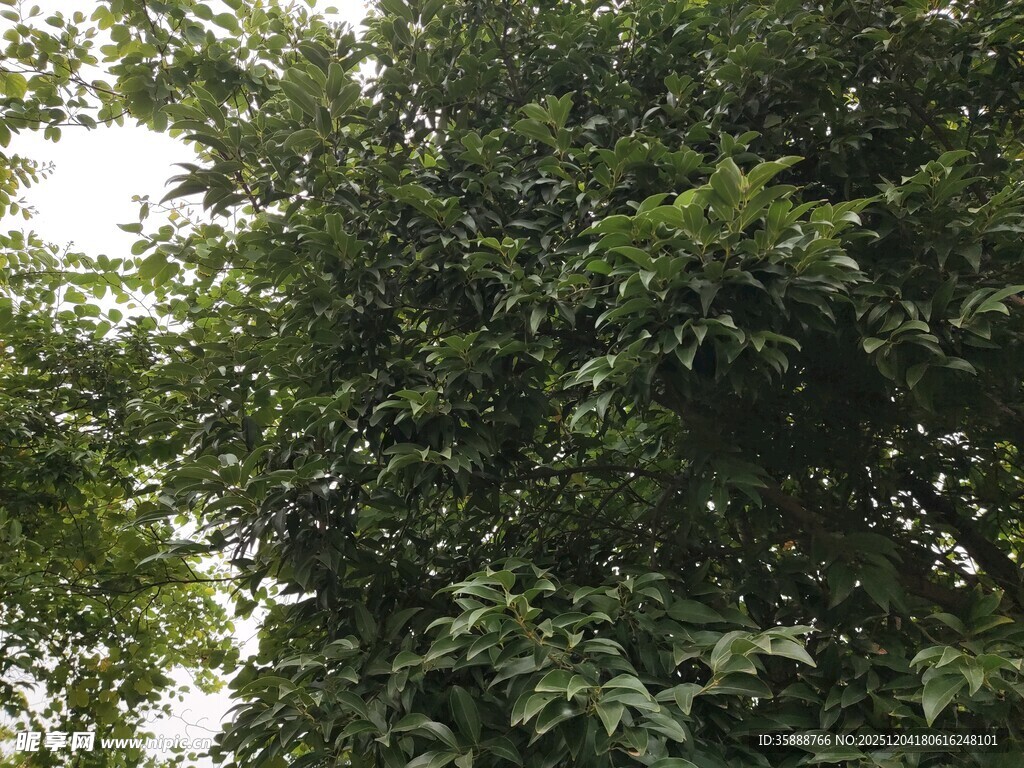 繁茂绿树展现自然生机