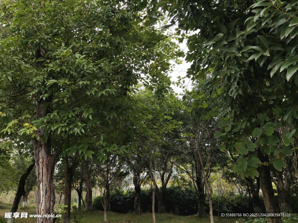 绿意盎然的树林景观