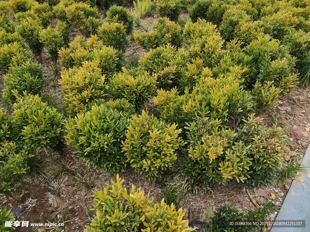 俯瞰茂密绿植景观