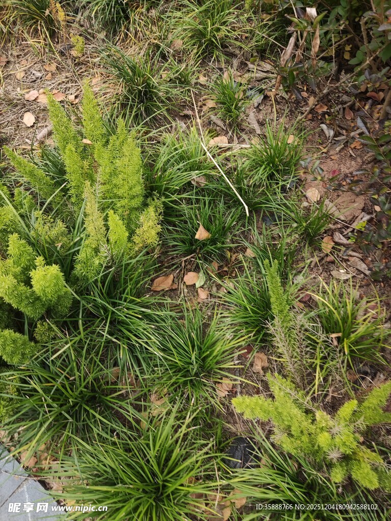 地面绿植景观