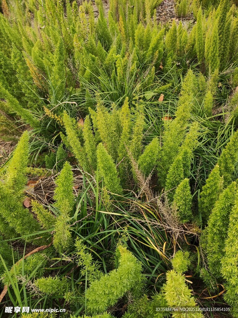 嫩绿麦苗生机盎然