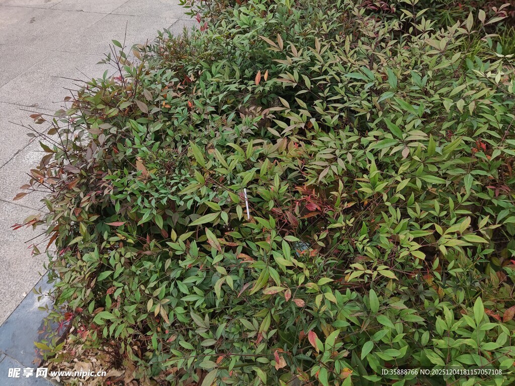茂盛绿植景观