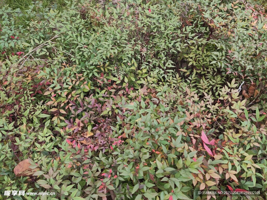 多彩植物景观