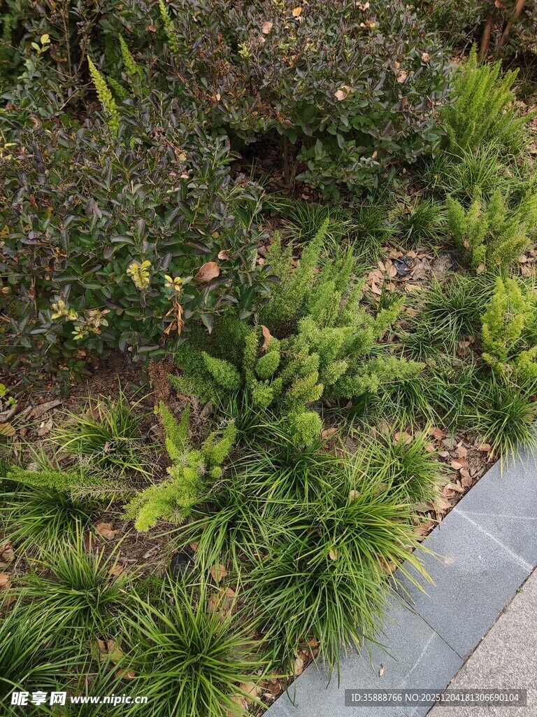 路边绿植景观