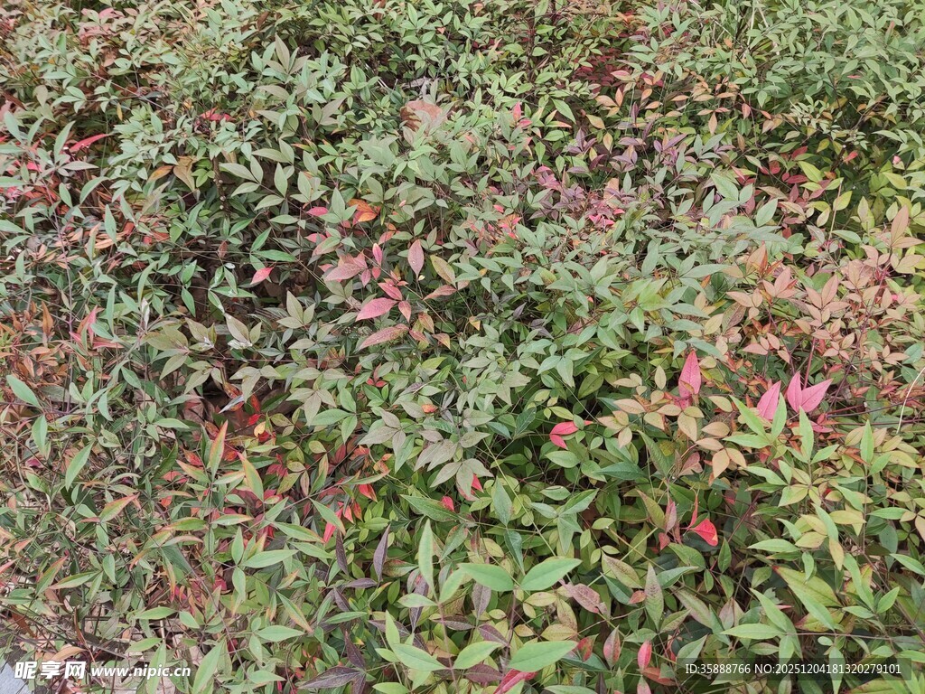 多彩植物景观