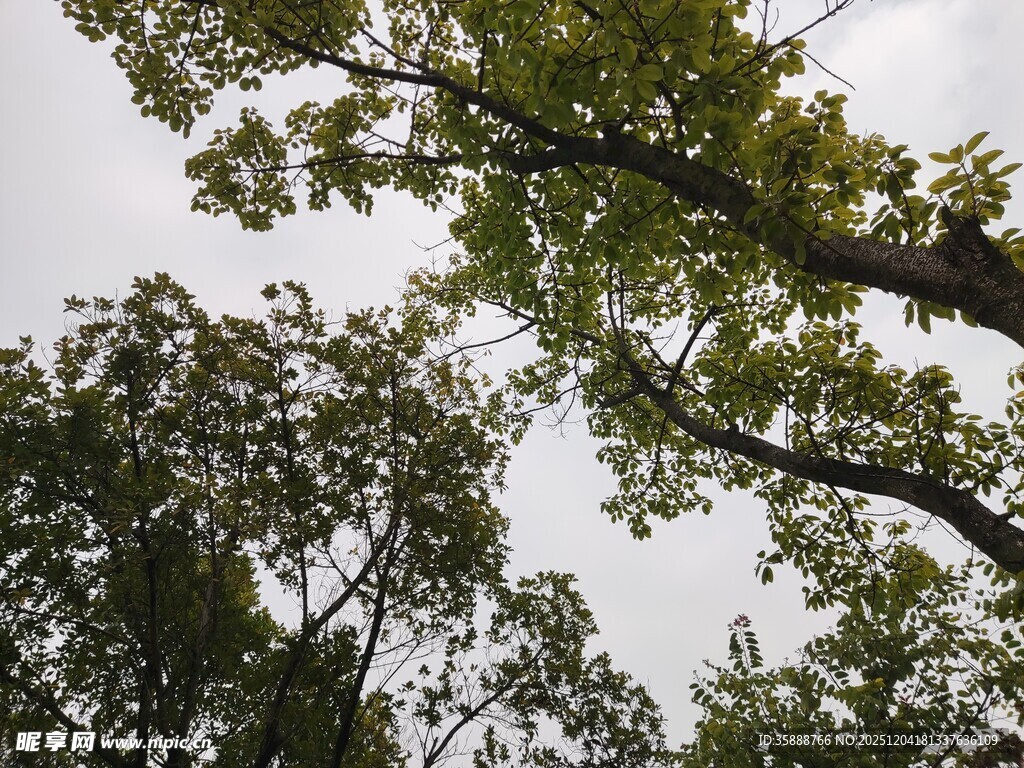 仰视茂密树冠