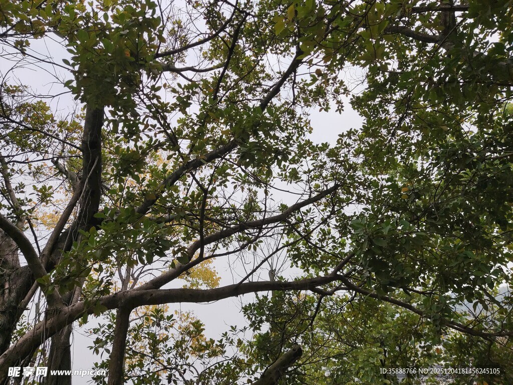 繁茂绿树展现自然生机