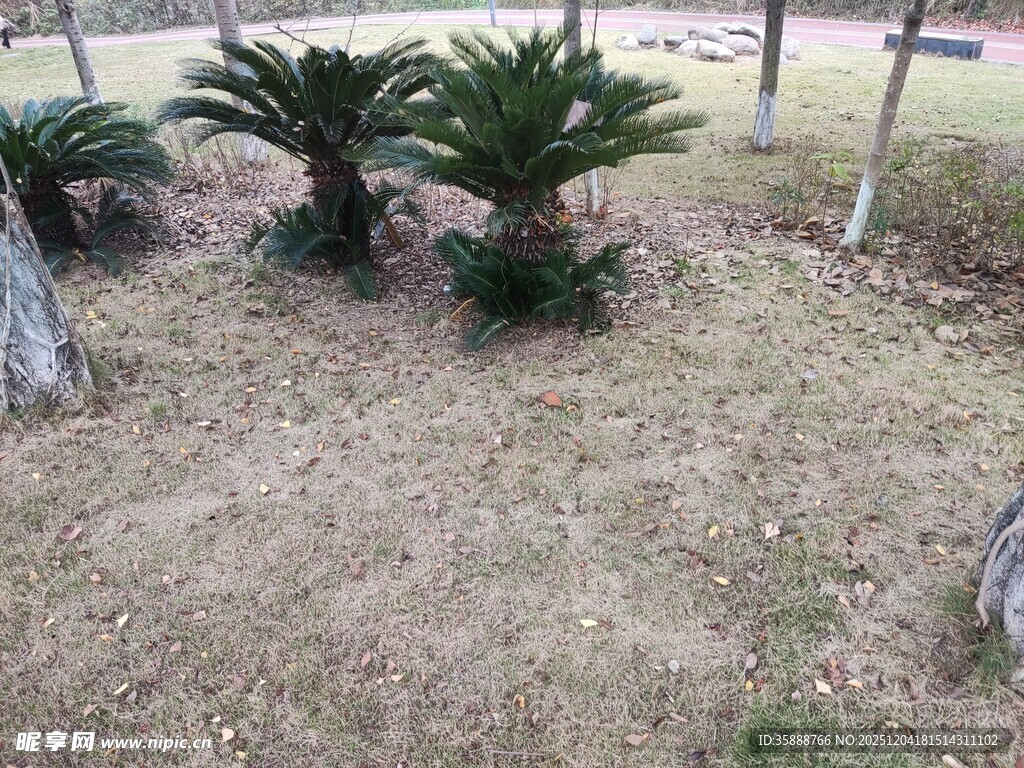 户外几株铁树生长场景