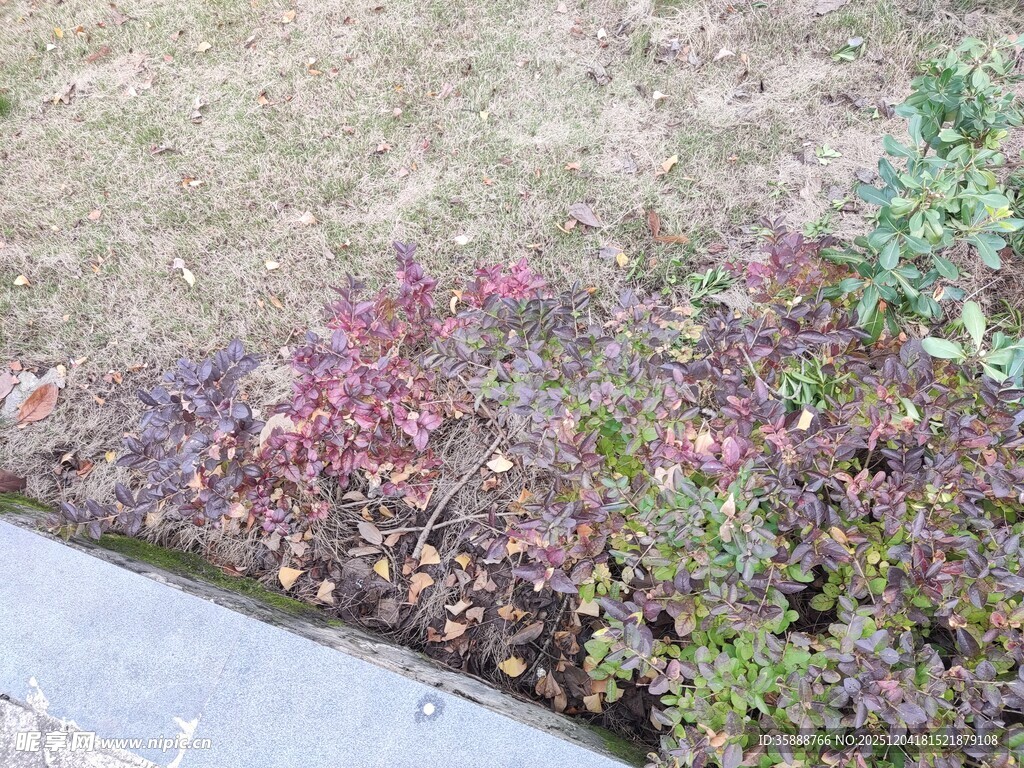 路边多彩植物景观