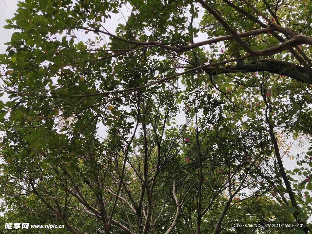 繁茂树林中的交错枝叶