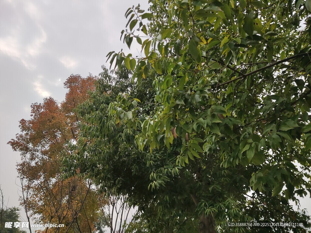 秋日树林中的多彩树木