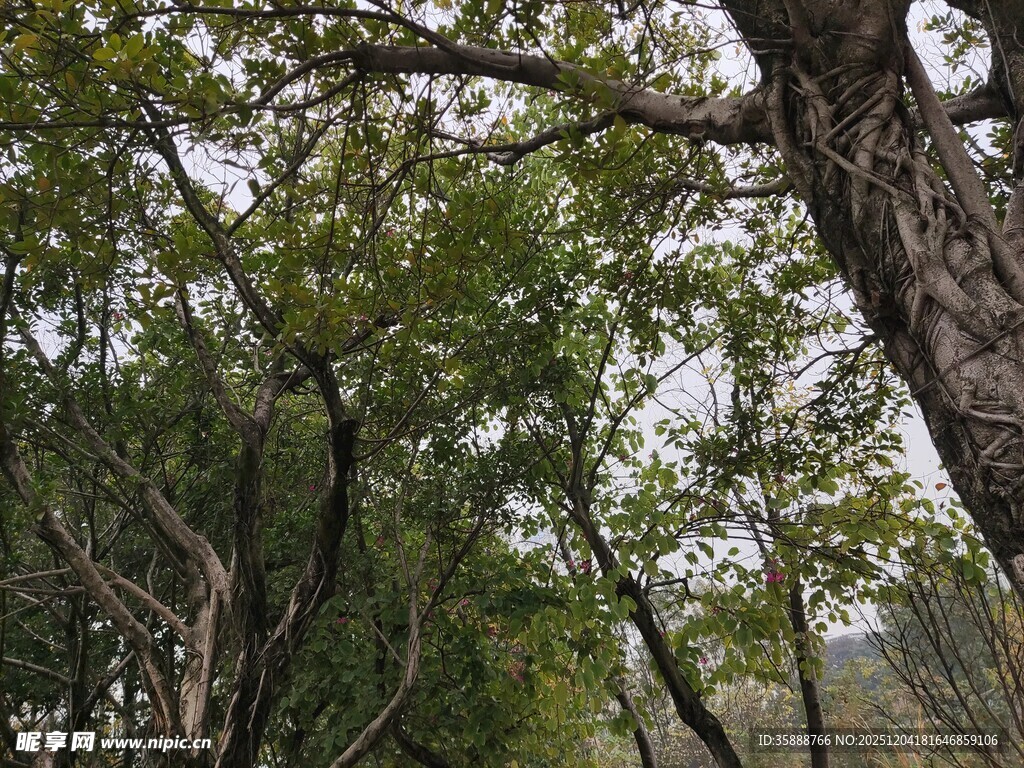 茂密树林中的繁茂枝叶